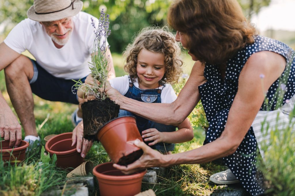 Senior grandparents and granddaughter gardening in the backyard garden