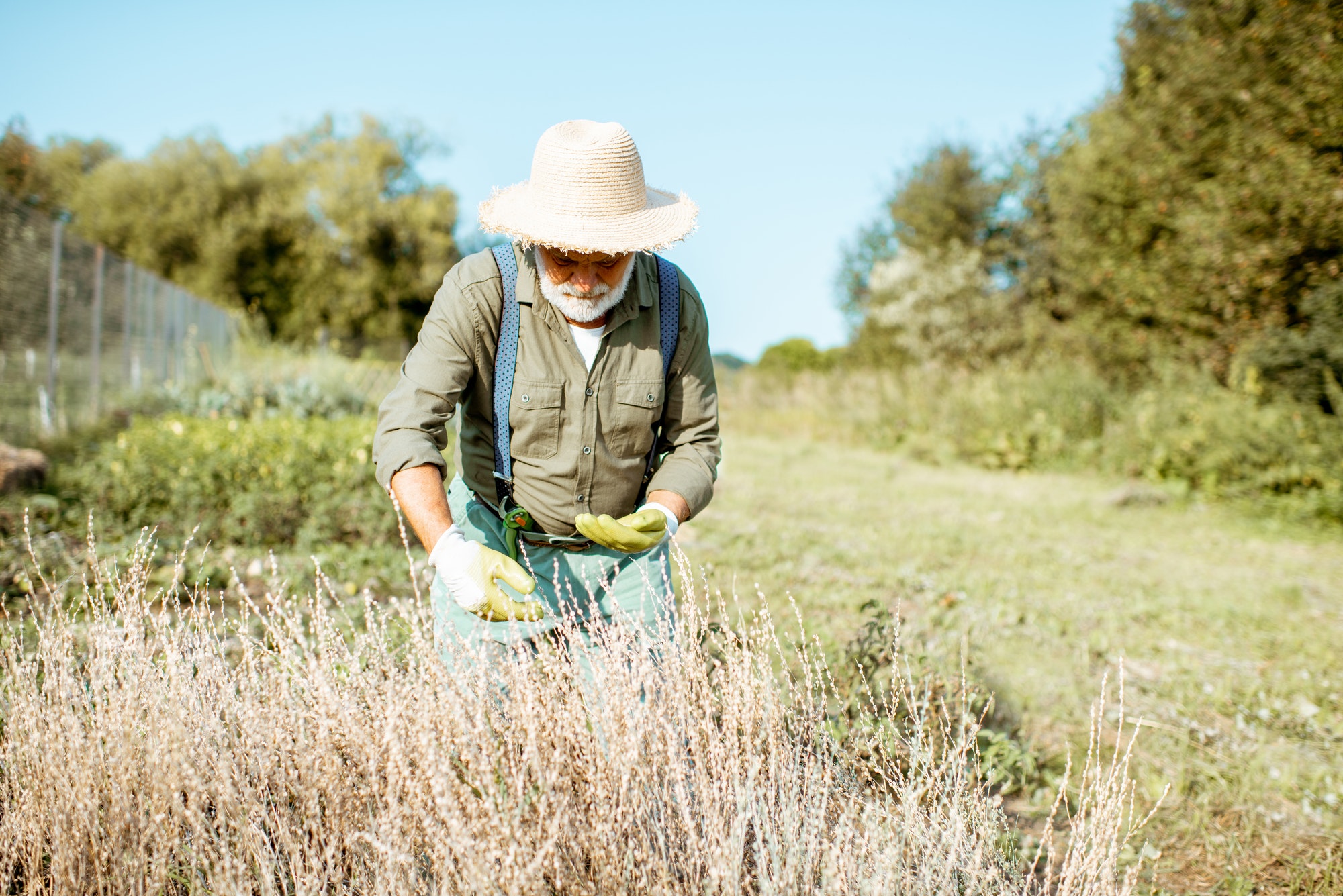 Senior man collecting watercress seeds on the garden