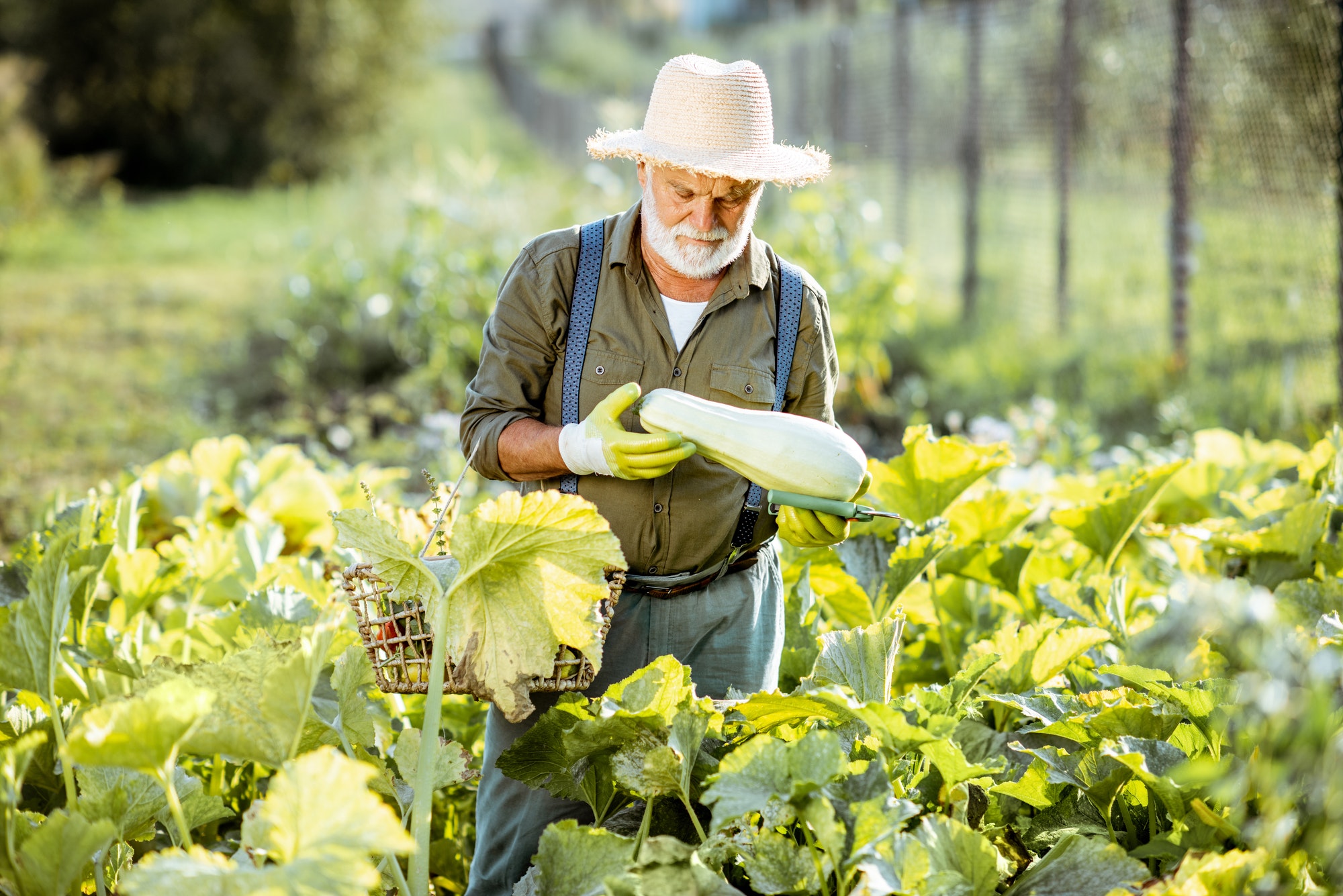 Senior man working on an organic vegetable garden